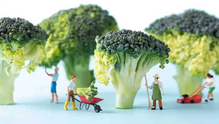 Broccoli Extract Powder.jpg